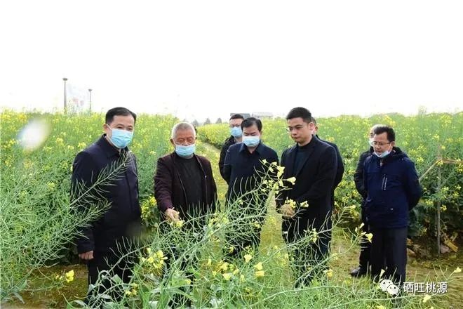 縣人大常委會主任江志暉帶隊調(diào)研富硒油茶、油菜高產(chǎn)技術(shù)